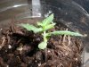plant 3 - 2.5 weeks.jpg