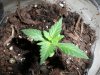 plant 3 - 2.5 weeks, 2.jpg