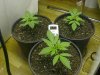 Seedlings_15day_3.jpg