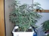 1 week 12-12-grow 001.jpg