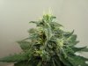 WhiteWidow831106.jpg