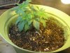 Day 17 - Plant 1.jpg