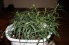 Day 13 of flowering 009.jpg