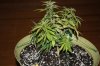 day 15 of flowering 003.jpg