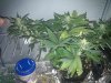 Day38-5.jpg