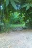 rainforest 056.jpg