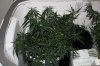 Day 19 of flowering 008.jpg