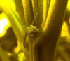 oddpreflower.jpg