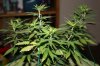 Day 22-01 of flowering 017.jpg