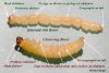 13423d1259398360-autumn-purple-ash-tree-larvae-eab_larva_compare_raupp.jpg