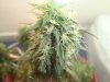 WhiteWidow7Week8.jpg
