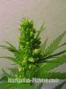 male_cannabis_plant_picture.jpg