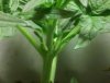 Plant 2 Day 19 pic 4.jpg