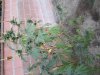 Cannibas - 01.jpg
