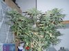 36 Days of flowering 008.jpg