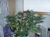 36 Days of flowering 007.jpg