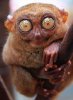 tarsier_2.jpg