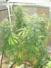 ak 48 plant 2.jpg