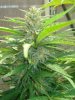 ak 48 plant 2 bud 3.jpg