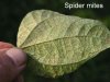 1_beans_spider_mites_1.jpg