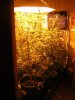 6wks flower (2).jpg