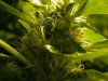 seeds01.jpg