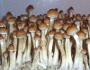 664142370-Shrooms_big.jpg