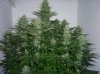 43 days in flower 002.JPG