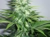 early skunk 39 days flower 006.JPG