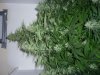 early skunk 39 days flower 011.jpg