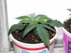 CFL GROW 019.JPG