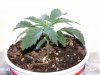 CFL GROW 018.JPG