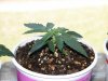 CFL GROW 017.JPG