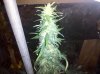 IMG_20100928_135628.jpg