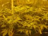 Day 53 - Plant 1.jpg