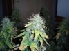 46 days flower 005.jpg