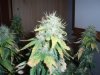 46 days flower 004.jpg