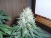 46 days flower 009.jpg