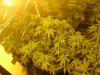 Day 57 - Plant 1.jpg