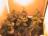 clones bread unknowen.3 weeks 18 hr.JPG