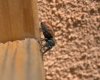 CRW_3196.CRW.jpg