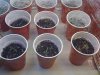 first5seedlings.JPG