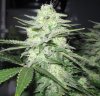 bud shot hindu skunk.jpg