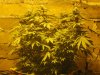 Day 70  - Plant 2.jpg