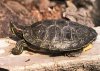 red-eared_slider_102936_7.jpg