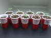 Seedlings Day 7.jpg