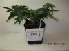 4th Grow 1 - Og1.JPG