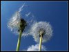 dandelion fuzz by Marino! at flickr.jpg