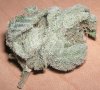 663px-White_Widow.jpg