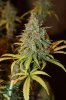 Day 53 of flower 38 of veg 016.jpg